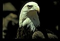10555-00044-Bald Eagles, Haliaeetus leucocephalus.jpg