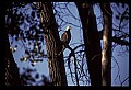 10555-00074-Bald Eagles, Haliaeetus leucocephalus.jpg