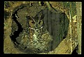 10565-00001-Great Horned Owl, Bubo virginianus.jpg