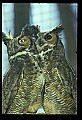 10565-00013-Great Horned Owl, Bubo virginianus.jpg