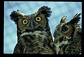 10565-00018-Great Horned Owl, Bubo virginianus.jpg