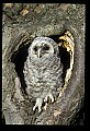10566-00019-Barred Owl, Strix varia.jpg
