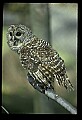10566-00025-Barred Owl, Strix varia.jpg