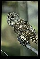 10566-00027-Barred Owl, Strix varia.jpg