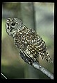 10566-00029-Barred Owl, Strix varia.jpg