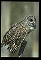 10566-00036-Barred Owl, Strix varia.jpg