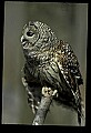 10566-00041-Barred Owl, Strix varia.jpg