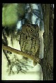 10567-00005-Screech Owl, Otus asio.jpg
