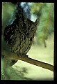 10567-00017-Screech Owl, Otus asio.jpg