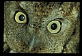 10567-00021-Screech Owl, Otus asio.jpg