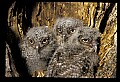 10567-00022-Screech Owl, Otus asio.jpg