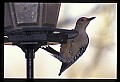 10598-00001-Red-bellied Woodpecker, Melanerpes carolinus.jpg