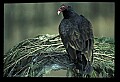 10599-00004-Vultures, Turkey Vulture, Cathartes aura.jpg