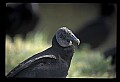 10599-00015-Vultures, Black Vulture, Coragyps atratus.jpg