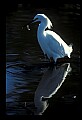 00000-00047-Snowy Egret.jpg