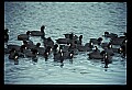 10605-00009-Waterbirds-General-American Coot, Fulica americana.jpg