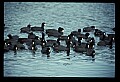 10605-00010-Waterbirds-General-American Coot, Fulica americana.jpg