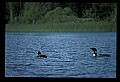 10605-00017-Waterbirds-General-Common Loon, Gavia immerion.jpg