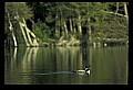 10605-00027-Waterbirds-General-Common Loon, Gavia immerion.jpg