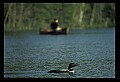 10605-00028-Waterbirds-General-Common Loon, Gavia immerion.jpg