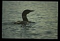 10605-00034-Waterbirds-General-Common Loon, Gavia immerion.jpg