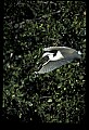 10609-00118-Egrets, General.jpg