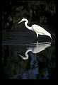 10609-00141-Egrets, General.jpg