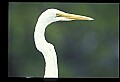 10609-00209-Egrets, General.jpg