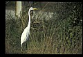 10609-00216-Egrets, General.jpg