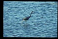 10610-00031-Great Blue Heron, Ardea herodias.jpg