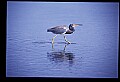 10610-00033-Great Blue Heron, Ardea herodias.jpg