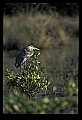 10610-00073-Great Blue Heron, Ardea herodias.jpg