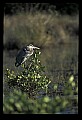 10610-00082-Great Blue Heron, Ardea herodias.jpg
