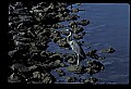 10610-00101-Great Blue Heron, Ardea herodias.jpg