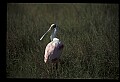 10612-00015-Ibis and Spoonbills-Roseate Spoonbill.jpg