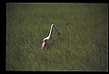 10612-00023-Ibis and Spoonbills-Roseate Spoonbill.jpg