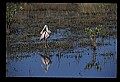 10612-00112-Ibis and Spoonbills-Roseate Spoonbill.jpg