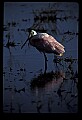 10612-00127-Ibis and Spoonbills-Roseate Spoonbill.jpg