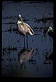 10612-00131-Ibis and Spoonbills-Roseate Spoonbill.jpg
