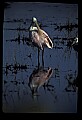 10612-00132-Ibis and Spoonbills-Roseate Spoonbill.jpg