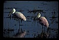 10612-00198-Ibis and Spoonbills-Roseate Spoonbill.jpg