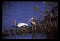 10612-00200-Ibis and Spoonbills-White Ibis.jpg