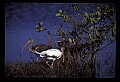 10612-00201-Ibis and Spoonbills-White Ibis.jpg