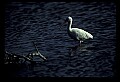 10612-00214-Ibis and Spoonbills-White Ibis.jpg
