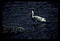 10612-00215-Ibis and Spoonbills-White Ibis.jpg