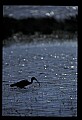 10612-00231-Ibis and Spoonbills-Glossy Ibis.jpg