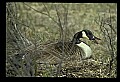 10650-00004-Geese, General-Canada Geese, Branta canadensis.jpg