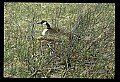 10650-00019-Geese, General-Canada Geese, Branta canadensis.jpg