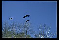 10650-00025-Geese, General-Canada Geese, Branta canadensis.jpg