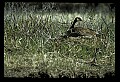 10650-00026-Geese, General-Canada Geese, Branta canadensis.jpg